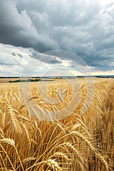 Wheat field. Field of ripe wheat over cloudy sky photo