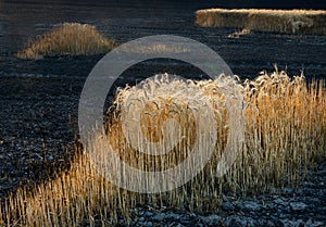 Wheat field after the fire