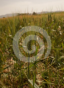 Wheat field with flowering spikes ready for harvest photo