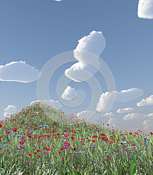 Wheat field with flowers