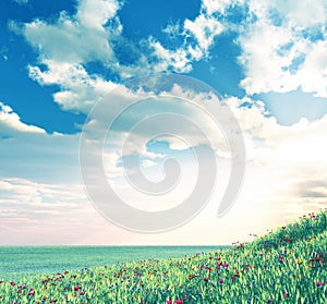 Wheat field with flowers