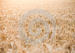 Wheat field with focus in background