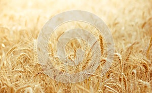 Wheat field with focus in foreground