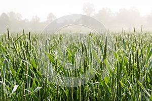 Wheat field on Foggy Morning