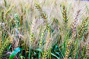 A wheat field, fresh crop of wheat