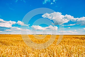 Wheat Field, Fresh Crop Of Wheat
