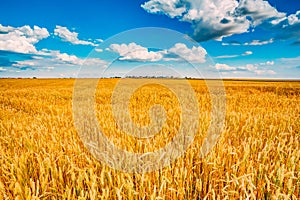 Wheat field, fresh crop of wheat