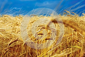 A wheat field, fresh crop of wheat. Golden wheat field with blue