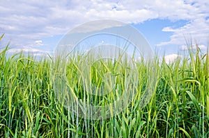 Wheat field with fresh green look