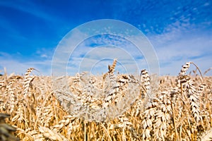Wheat field, fully ripe corn ears on a sunny summer day, deep blue sky, harvest time, closeup texture surface photo