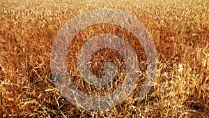 Wheat field in gold and dark yellow coulors in late summer photo