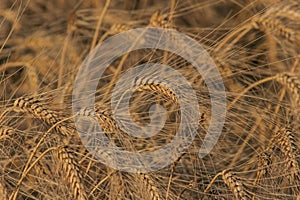 Wheat field - Gold of Punjab