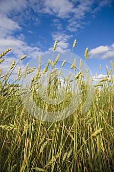 Wheat field golden