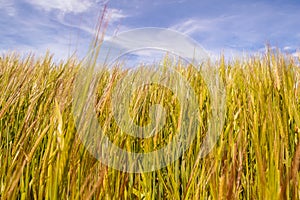 Wheat field. Golden, copy. Blue sky space.