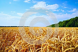 Wheat field with Golden ears against the blue sky