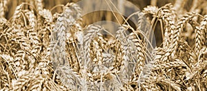 wheat field with golden ears with seeds ready for harvesting for flour production