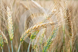 Wheat field. Golden ears of wheat on the field.