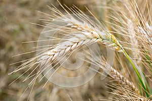 Wheat field. Golden ears of wheat on the field.