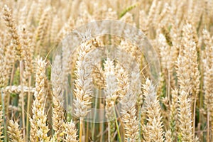 Wheat field. Golden ears of wheat on the field.