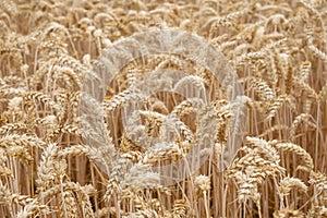 Wheat field. Golden ears of wheat on the field.