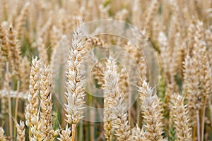 Wheat field. Golden ears of wheat on the field. Background of ri
