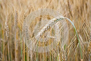 Wheat field. Golden ears of wheat on the field. Background of ri