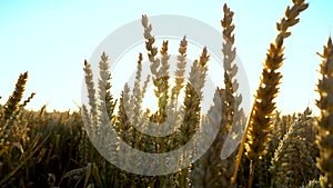 Wheat field. Golden ears of wheat on the field. Background of ripening ears of meadow wheat field. Rich harvest