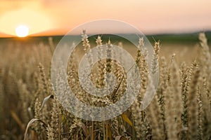 Wheat field. Golden ears of wheat on the field. Background of ripening ears of meadow wheat field. Rich harvest