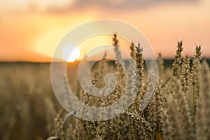 Wheat field. Golden ears of wheat on the field. Background of ripening ears of meadow wheat field. Rich harvest