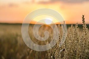 Wheat field. Golden ears of wheat on the field. Background of ripening ears of meadow wheat field. Rich harvest