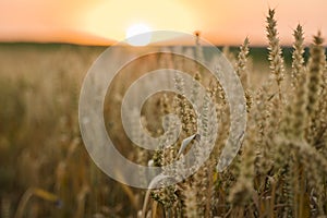 Wheat field. Golden ears of wheat on the field. Background of ripening ears of meadow wheat field. Rich harvest