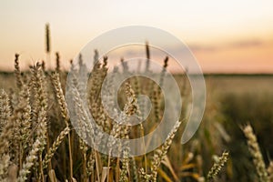 Wheat field. Golden ears of wheat on the field. Background of ripening ears of meadow wheat field. Rich harvest