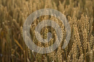 Wheat field. Golden ears of wheat on the field. Background of ripening ears of meadow wheat field. Rich harvest