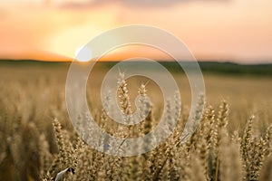 Wheat field. Golden ears of wheat on the field. Background of ripening ears of meadow wheat field. Rich harvest