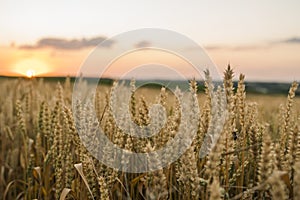 Wheat field. Golden ears of wheat on the field. Background of ripening ears of meadow wheat field. Rich harvest