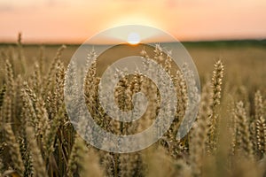 Wheat field. Golden ears of wheat on the field. Background of ripening ears of meadow wheat field. Rich harvest