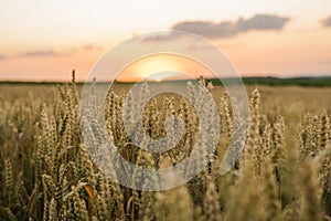 Wheat field. Golden ears of wheat on the field. Background of ripening ears of meadow wheat field. Rich harvest