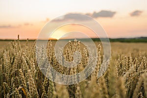 Wheat field. Golden ears of wheat on the field. Background of ripening ears of meadow wheat field. Rich harvest