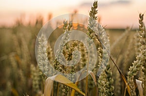 Wheat field. Golden ears of wheat on the field. Background of ripening ears of meadow wheat field. Rich harvest