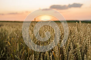 Wheat field. Golden ears of wheat on the field. Background of ripening ears of meadow wheat field. Rich harvest