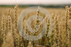 Wheat field. Golden ears of wheat on the field. Background of ripening ears of meadow wheat field. Rich harvest