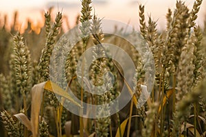 Wheat field. Golden ears of wheat on the field. Background of ripening ears of meadow wheat field. Rich harvest