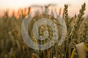 Wheat field. Golden ears of wheat on the field. Background of ripening ears of meadow wheat field. Rich harvest