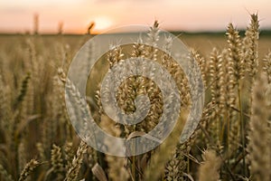 Wheat field. Golden ears of wheat on the field. Background of ripening ears of meadow wheat field. Rich harvest