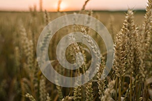 Wheat field. Golden ears of wheat on the field. Background of ripening ears of meadow wheat field. Rich harvest