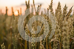 Wheat field. Golden ears of wheat on the field. Background of ripening ears of meadow wheat field. Rich harvest