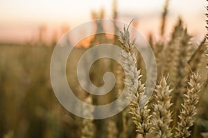 Wheat field. Golden ears of wheat on the field. Background of ripening ears of meadow wheat field. Rich harvest