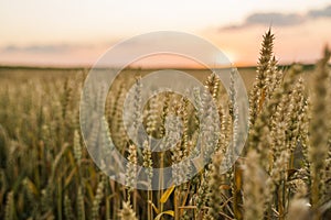 Wheat field. Golden ears of wheat on the field. Background of ripening ears of meadow wheat field. Rich harvest