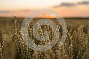 Wheat field. Golden ears of wheat on the field. Background of ripening ears of meadow wheat field. Rich harvest