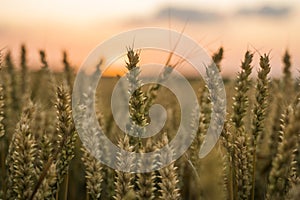 Wheat field. Golden ears of wheat on the field. Background of ripening ears of meadow wheat field. Rich harvest